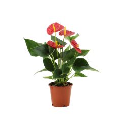 ანთურიუმი flower P12