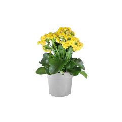 კალანჰოე flower P10.5