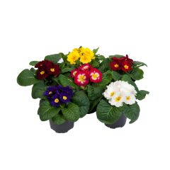 ფურისულა (Primula) P10