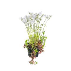 ფლოქსი Phlox mix C1,5