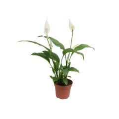 სპატიფილიუმი flower P17