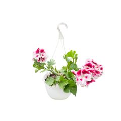 პელარგონიუმი flower