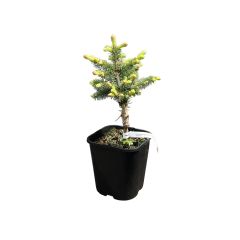 ნაძვი Picea pungens Bialobok C3